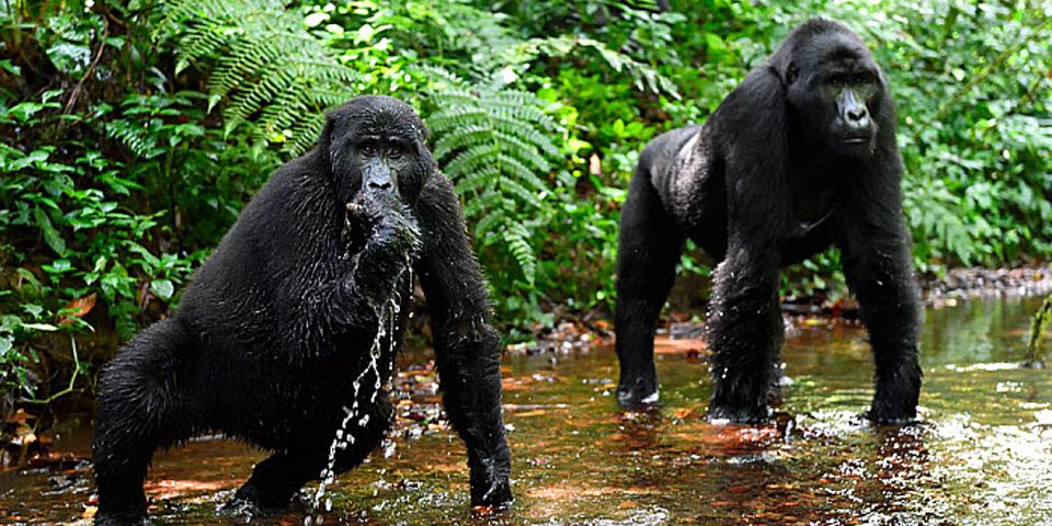bwindi gorillas
