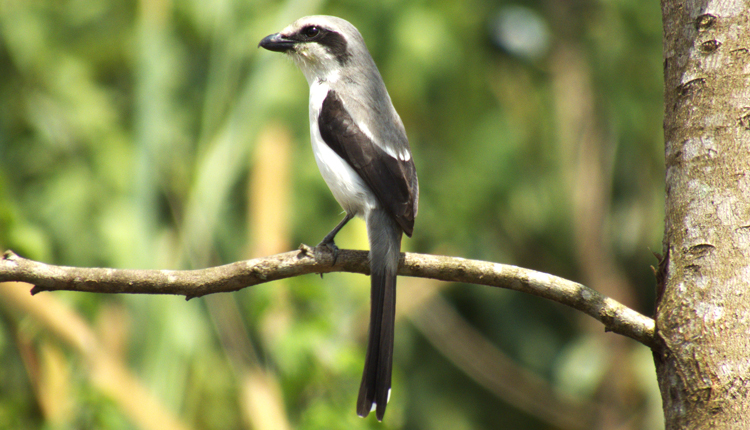 kibale national park birds