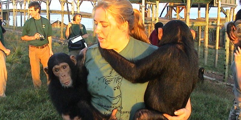 ngamba island chimpanzees