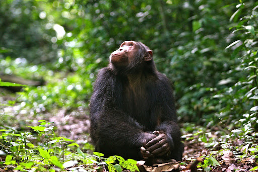 queen elizabeth park chimps
