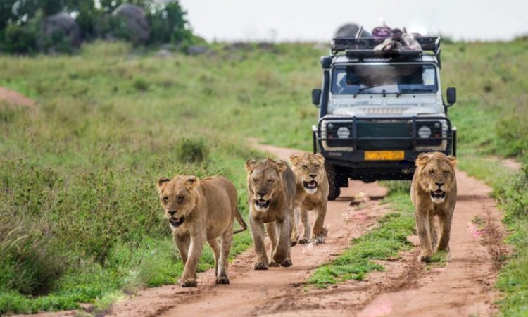 how to choose uganda safari company 