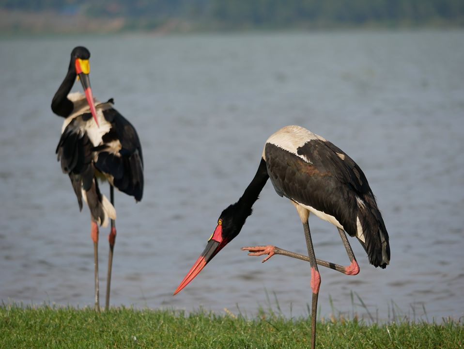 birds in lake bunyonyi
